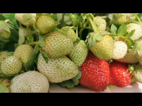 Видео: КЛУБНИКУ мы ВЫРАЩИВАЕМ САМИ!