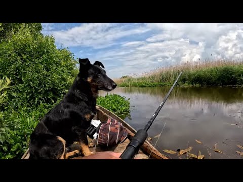 Видео: Взяли з барсіком трофей на спінінг Риболовля на стоході