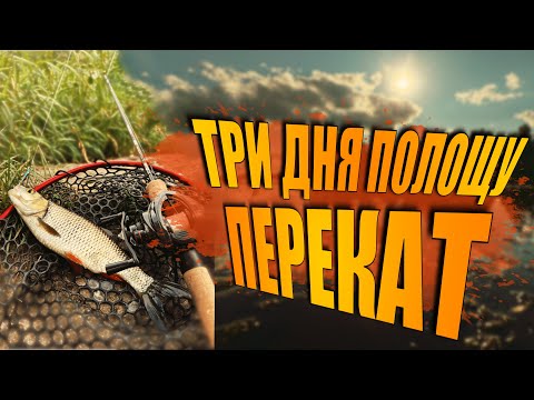 Видео: Охочусь За Жерехом, Вижу Голавля И Ловлю Окуня Летом На Перекате