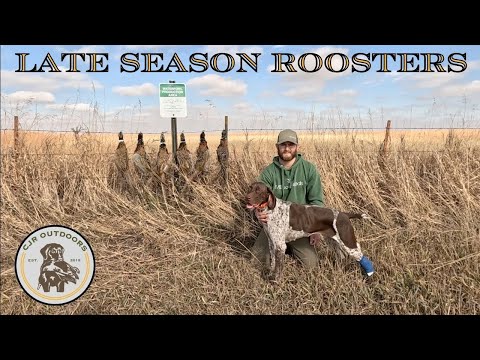 Видео: Фазаны позднего сезона 2024 (ОБЩЕСТВЕННАЯ ЗЕМЛЯ)