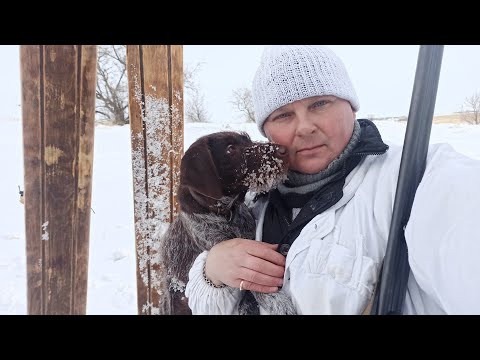 Видео: Первая Охота с Дратхааром 22 февраля 2023 г                            #охота#с#дратхааром#