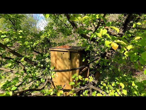 Видео: ОТКРЫТИЕ ПЧЕЛОВОДНОГО СЕЗОНА