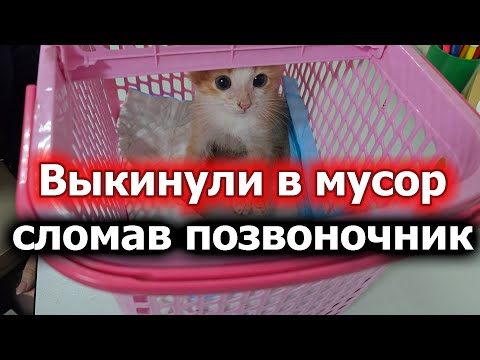 Видео: Приговор -  усыпление.  Вердикт -   жизнь