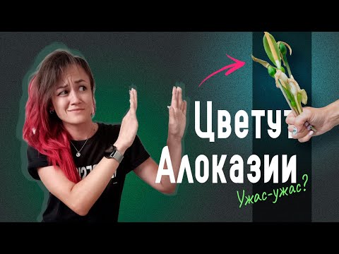 Видео: Почему АЛОКАЗИИ ЦВЕТУТ и что с этим делать?