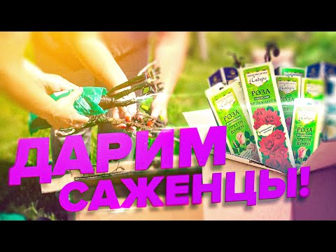 Видео: КАК ВЫСАЖИВАТЬ ПЛЕТИСТЫЕ РОЗЫ? РОЗАРИЙ ИЗ СИБИРСКИХ РОЗ. СЕМЕНА АЛТАЯ БЛАГОУСТРОИЛИ БОЧКАРИ