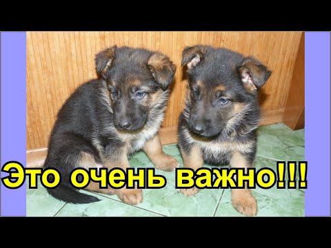 Видео: Витаминные подкормки для щенков немецкой овчарки.