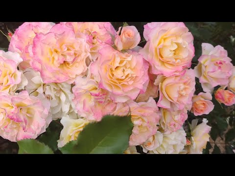 Видео: Розы Антонины 🌹🌹🌹🔥🔥🔥