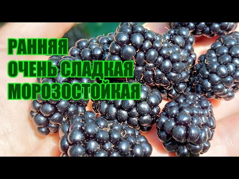 Видео: Ежевика Бжезина - ранний сорт со сладкой ягодой