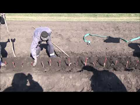Видео: Секрет выращивания элитных саженцев. Посадка. I поле. Февраль 2021