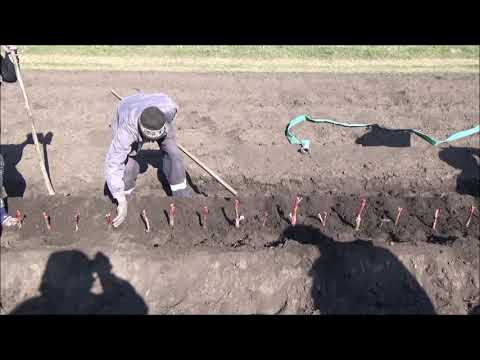 Видео: Секрет выращивания элитных саженцев. Посадка. I поле. Февраль 2021