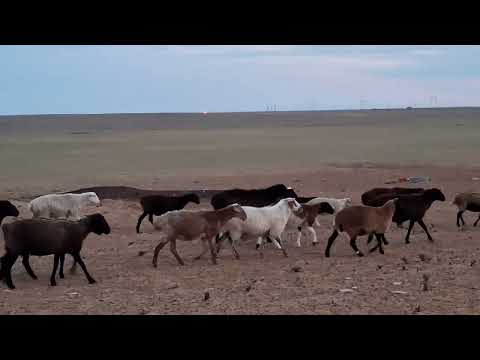 Видео: Пустил баранчиков в работу | Молодый дорперы в работе .