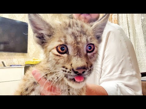 Видео: Маленькая рысь скоро ПЕРЕСТАНЕТ КУШАТЬ из бутылочки! Дива РУГАЕТСЯ, чтобы не протирали морду)))