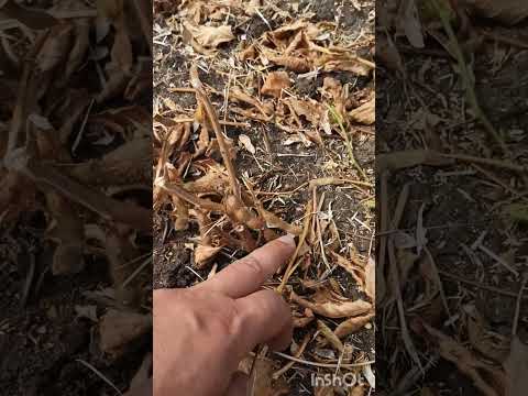 Видео: Шок контент...😱Краще не бачити таких жнив... 😢😥😭