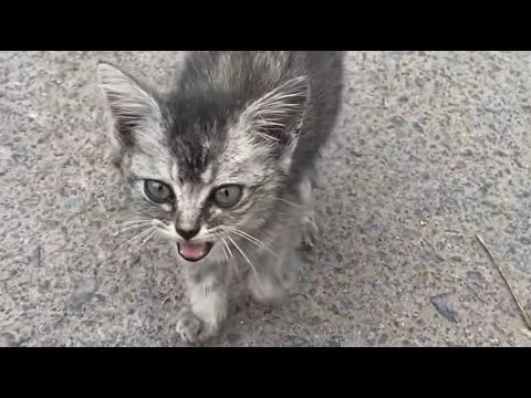 Видео: Она была такой крошечной, но бродила по улицам совсем одна... пока я не протянула ей руку!