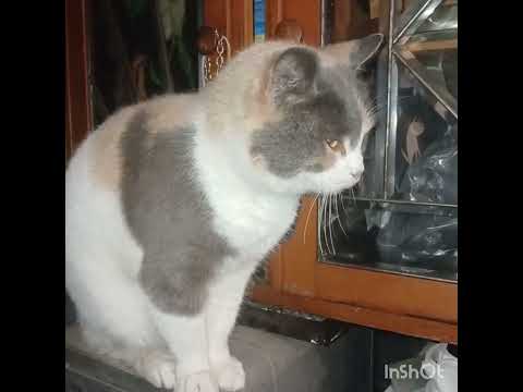 Видео: Не удалось заснять прыжок