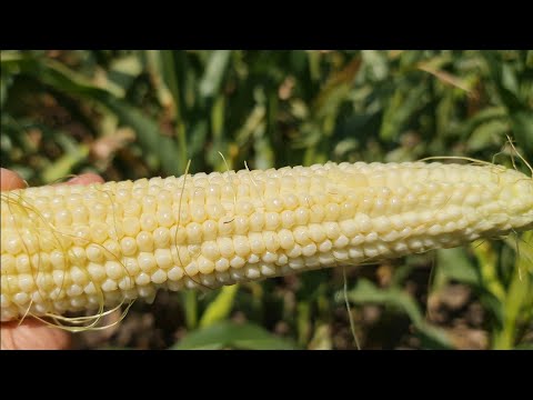 Видео: Огляд кукурудзи від компаній на демо
