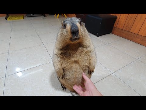 Видео: Что просит от вас сурок?