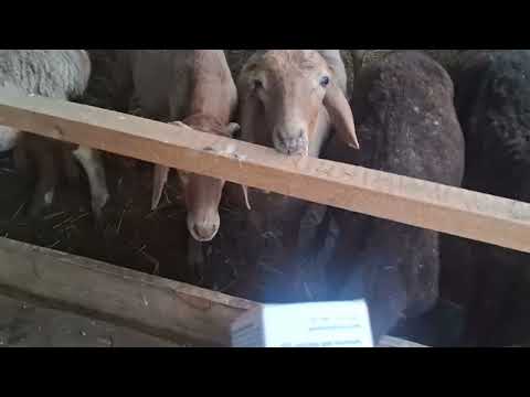 Видео: Койлор оруп калса кандай даары дармек беребиз ?