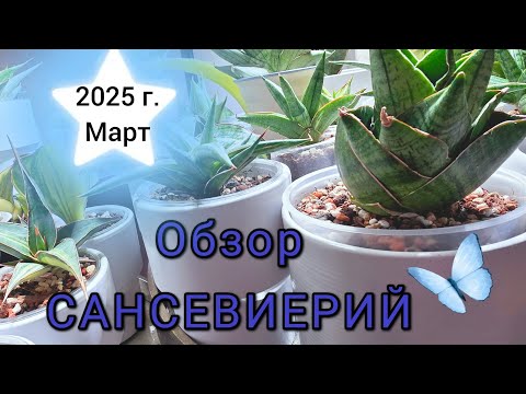 Видео: ОБЗОР редких, коллекционных САНСЕВИЕРИЙ.  Март 2025 года.