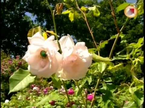 Видео: Зачарованные сады ч. 4