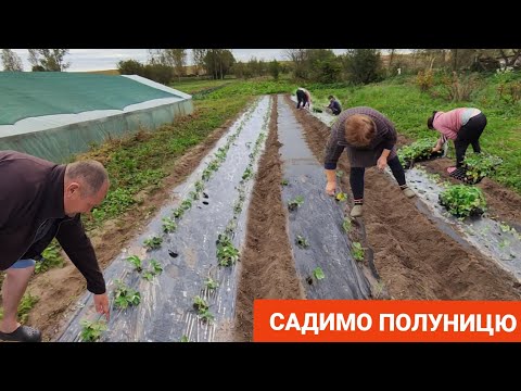 Видео: Осіння посадка полуниці. Чи пізно садити?!. Буде рання полуниця