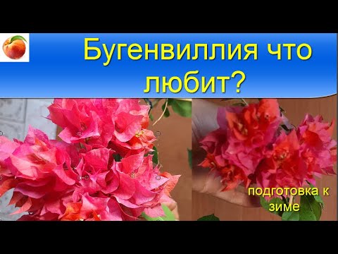Видео: Бугенвиллия Что надо для постоянного цветения Bougainvillea дома Подготовка к зиме Уход