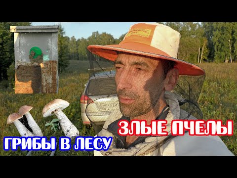 Видео: ЗЛЫЕ ПЧЁЛЫ в ловушке ПРОЖАЛИЛИ НАСКВОЗЬ! ПОЛНО ГРИБОВ в лесу