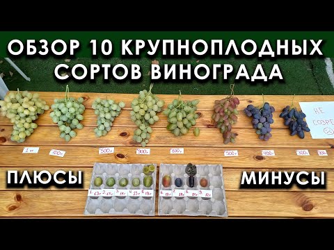 Видео: Обзор 10 крупноплодных сортов винограда. Плюсы и минусы #ТриЭкоВиноградник