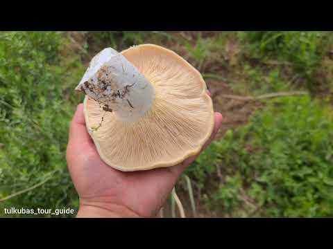 Видео: Поход за грибами. Тихая охота! Тюлькубас 🇰🇿