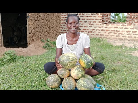 Видео: Собираю урожай супербольших тыкв для продажи на рынке/Мать-одиночка снова этим занимается 🙏