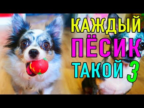 Видео: КАЖДЫЙ ПЕСИК ТАКОЙ 3 | ПАРОДИЯ Magic Pets