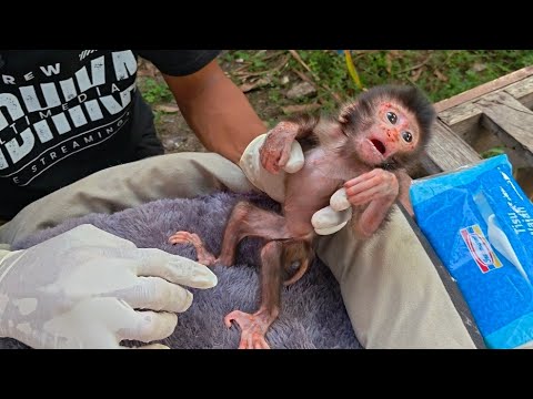 Видео: После возвращения из клиники новорожденный обезьяний детеныш начал издавать звуки