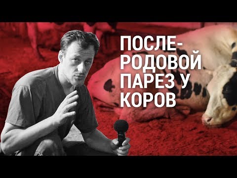 Видео: Послеродовой парез у коров