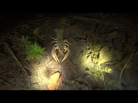 Видео: Подводная охота в Нижнем Новгороде/городские водоемы