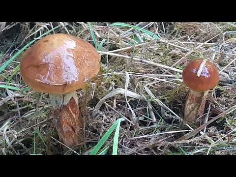 Видео: Заповедник.Остфрисланд.