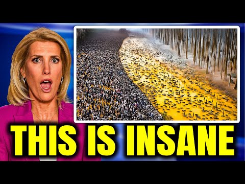 Видео: Эксперимент с апельсиновой коркой: как 12 000 тонн отходов превратили мёртвое пастбище в джунгли