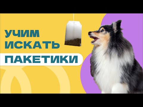Видео: КАК НАУЧИТЬ СОБАКУ ИСКАТЬ ВЕЩИ, поиск предметов