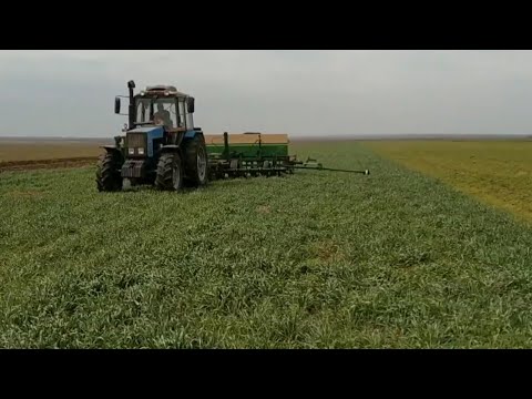 Видео: Посев кукурузы в покровные культуры