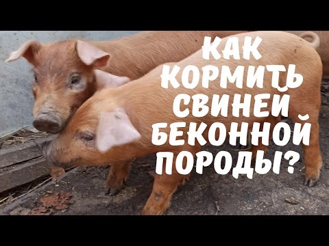 Видео: Эффективное кормление домашних свиней беконной породы Дюрок.