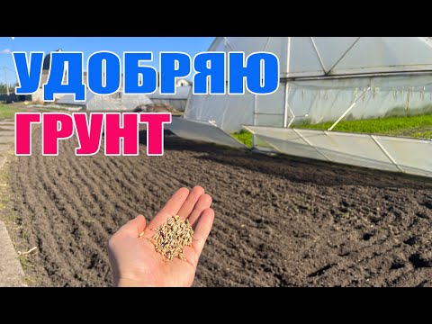 Видео: Сидерати на зиму . Овес та жито для родючості грунту