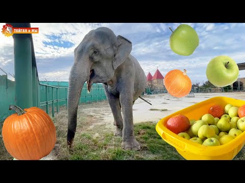 Видео: СЛОН и ТАЗИК ЯБЛОК - удалось ли ОБМАНУТЬ слона? Засекайте время! Тайган. Lions life in Taigan.