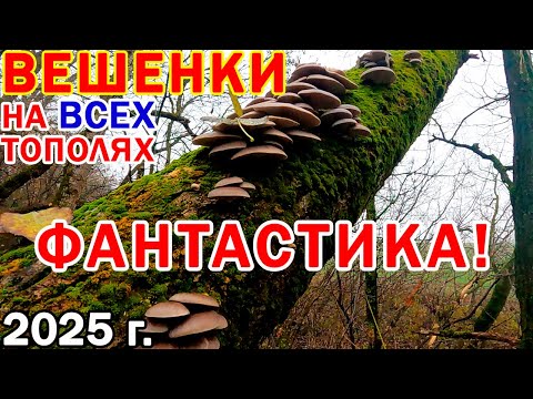 Видео: Грибов ПОЛНО! ВЕШЕНКИ на КАЖДОМ ТОПОЛЕ! Все не унести! Собрали 2 ведра! Можно ещё, но некуда класть