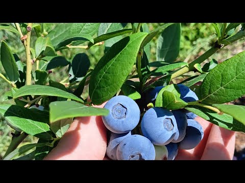 Видео: Как вырастить вкусную и сладкую голубику! 