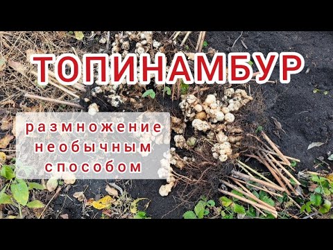 Видео: Топинамбур. Сбор урожая