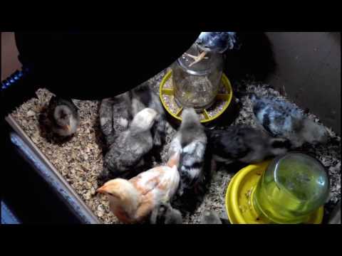 Видео: РАСКЛЕВ У ЦЫПЛЯТ, ЧТО ДЕЛАТЬ?//Срочно принимаем меры