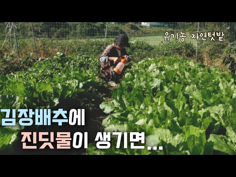 Видео: [Oct-6] Экологически чистая борьба с тлей/ Посадка местного чеснока/ Занятная осенняя жизнь VLOG