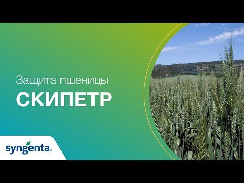 Видео: Фунгицидная защита озимой пшеницы Скипетр. Сравнение вариантов