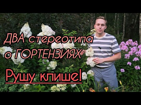 Видео: КИСЛАЯ ПОЧВА? Забудьте! Как ухаживать за ГОРТЕНЗИЕЙ? Тайны ОБРЕЗКИ