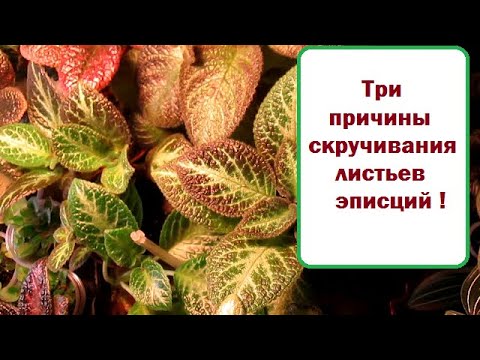 Видео: Для любителей эписций //  3 причины скручивания листьев эписций