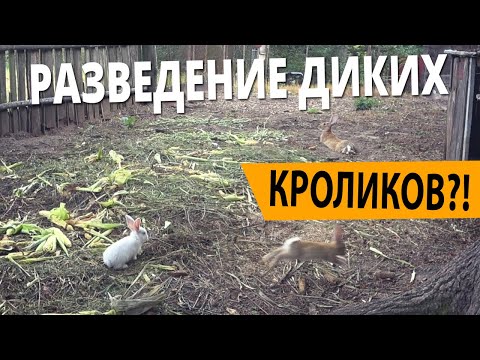 Видео: КАК Я РАЗВОЖУ ДИКИХ КРОЛИКОВ?!